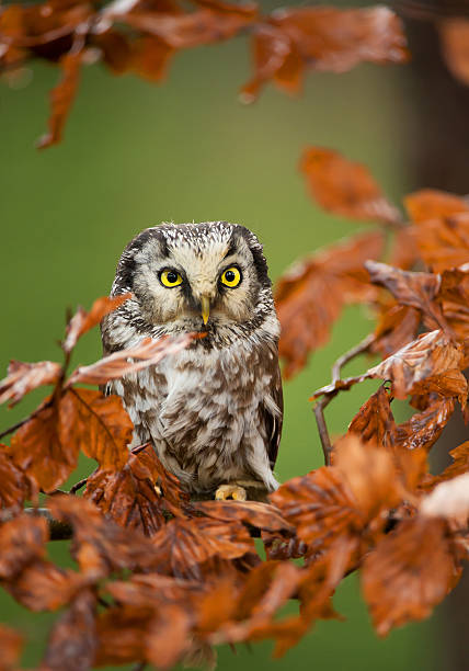 istock Boreal owl sitting in colorfull leaves 518326222