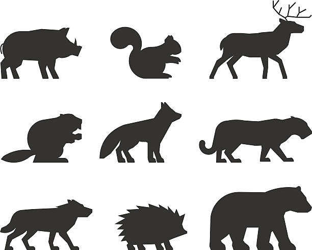 Vector set of figures of wild animals. Vector set of figures of wild animals. Silhouettes wild animals isolated on white. Black wild animals. Shape boar, squirrels, deer, beaver, fox, puma, wolf, hedgehog and bear. beaver stock illustrations