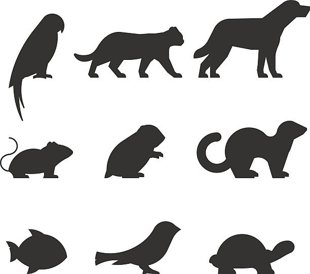 Vector set of figures of pets. Vector set of figures of pets. Black silhouettes pets isolated on white. Silhouettes parrot, cat, dog, mouse, hamster, ferret, fish, canary and turtle. parrot silhouette stock illustrations
