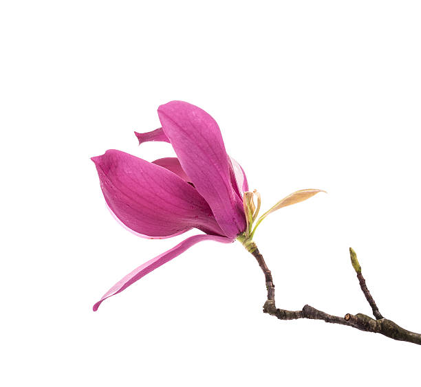 istock Pink magnolia flowers isolated on white background 518328172