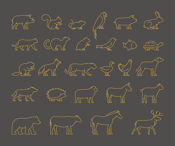 Gold line set of domestic, farm and wild animals. Gold line set of domestic, farm and wild animals. Line silhouettes animals isolated. Outline farm and wild animals. Icon cow, bear, beaver, sheep, chicken and others. parrot silhouette stock illustrations