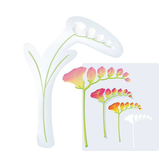 Flower (Freesia) vector art illustration