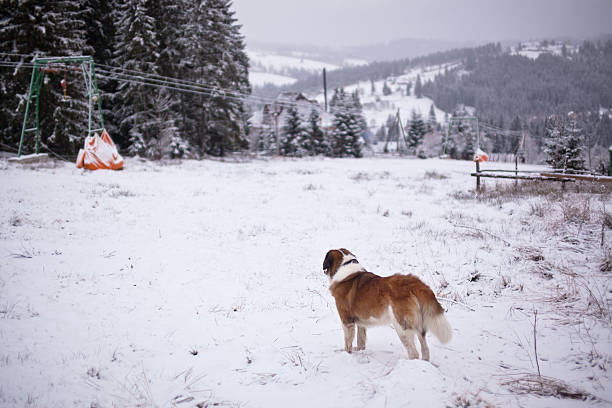 St. Bernard dog looks into the distance of the ski slopes stock photo