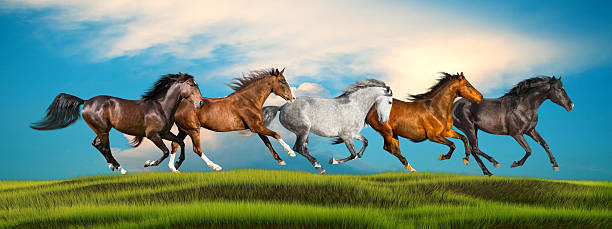 istock group of galloping horses on a green grass 518332844