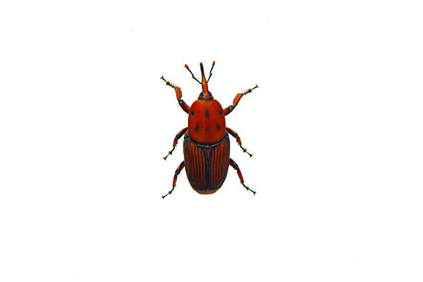 Rhynchophorus ferrugineus isolated on white background (Beetle palm weevil)