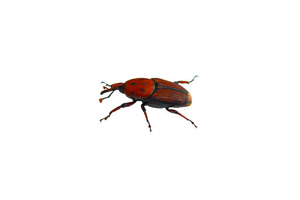istock Rhynchophorus ferrugineus isolated on white background (Beetle palm weevil) 518334576