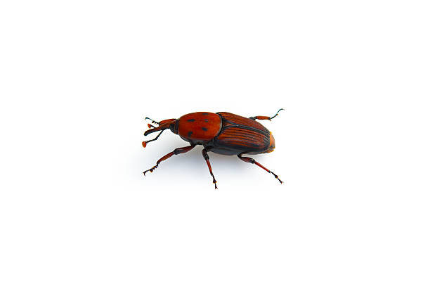 istock Rhynchophorus ferrugineus isolated on white background 518334596