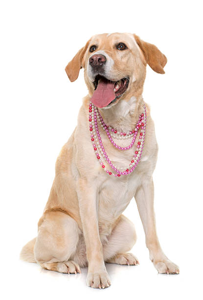 istock female labrador retriever 518334712