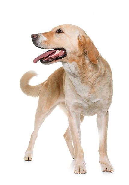 istock female labrador retriever 518334746