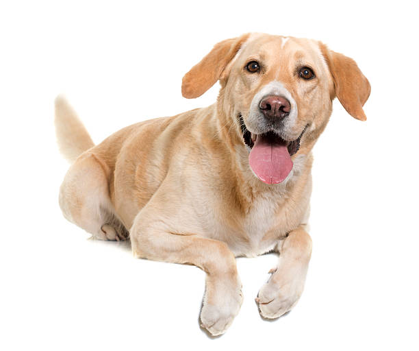 istock female labrador retriever 518334788