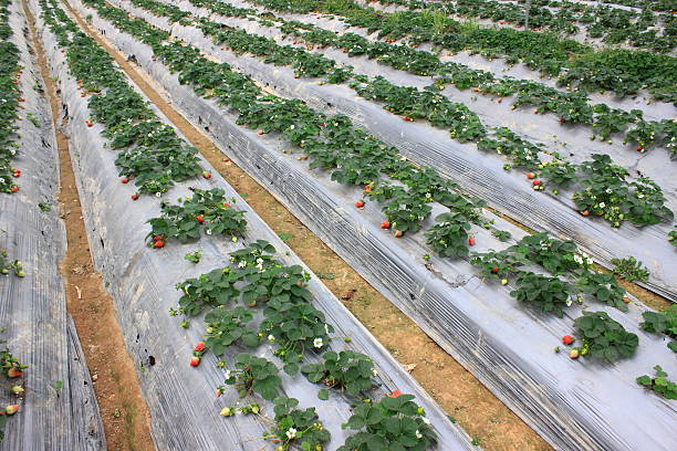 istock Strawberry garden 518335394