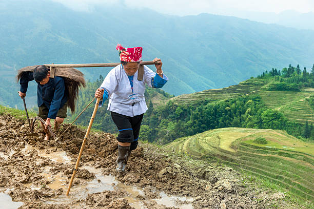 riz agriculteurs labourage à la main - developing countries farmer rice paddy asia photos et images de collection