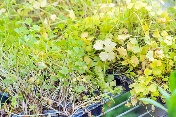 istock fresh parsley in a garden 518336034
