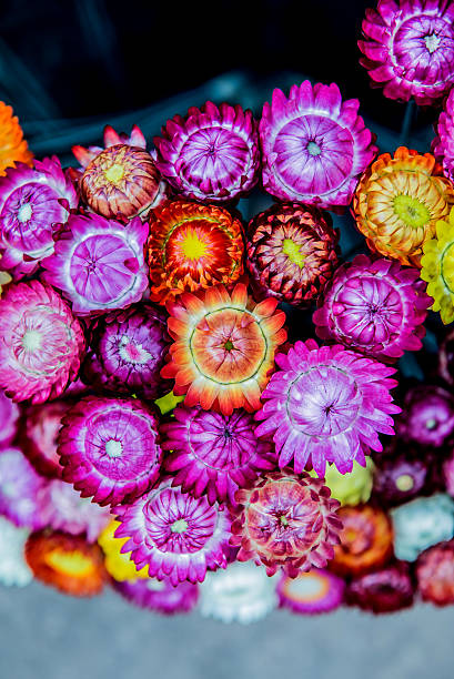 istock blooming flowers in the garden 518336660