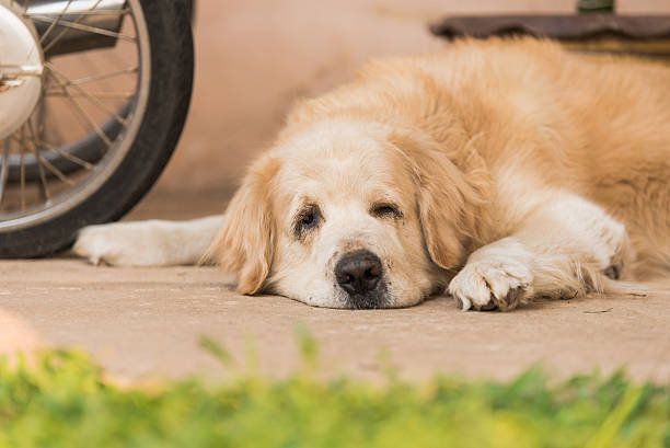 istock Sleepy Golden Retriever Dog 518336876