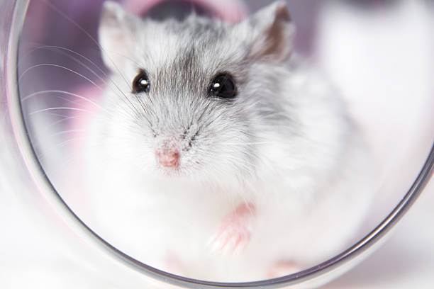 istock little hamster sitting in a glass 518336940