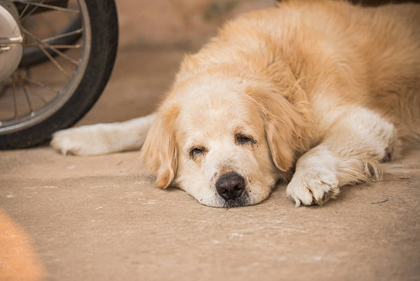 istock Sleepy Golden Retriever Dog 518337246