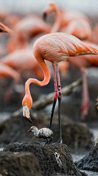 istock Caribbean flamingo on a nest with chicks 518337442