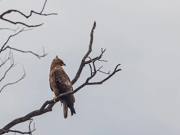A Wahlberg's Eagle, Hieraaetus wahlbergi, (fka Aquila wahlbergi) on a dead tree, in northern Namibia near Katima Mulilo, southern Africa.