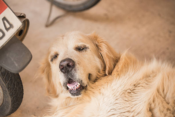 istock Sleepy Golden Retriever Dog 518337678