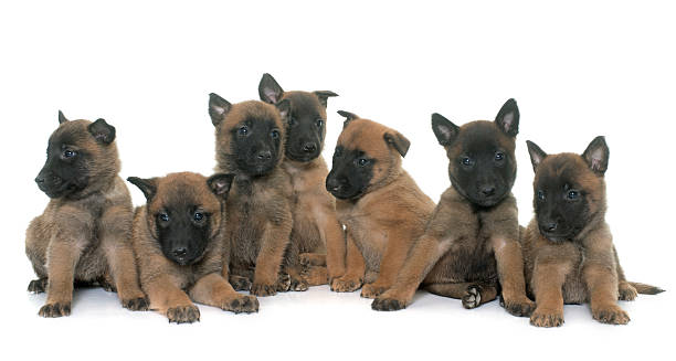 istock puppies belgian shepherd malinois 518338294