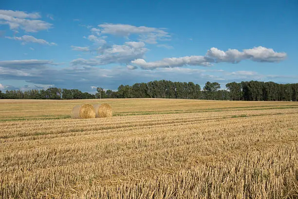 Photo of Harvested field with straw bales