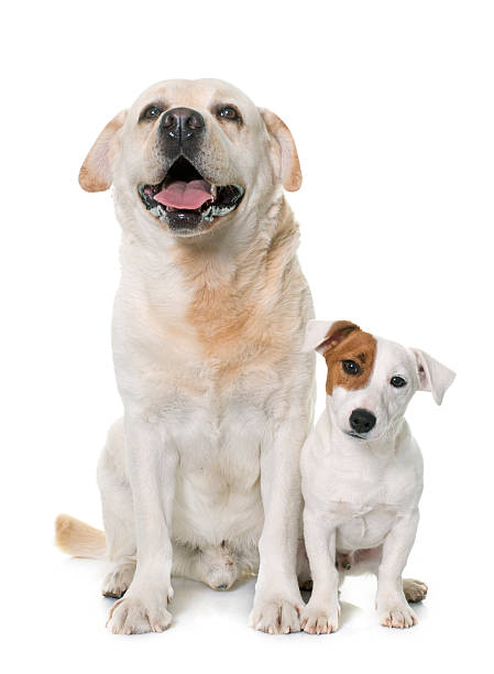 istock male labrador retriever and jack russel terrier 518338568