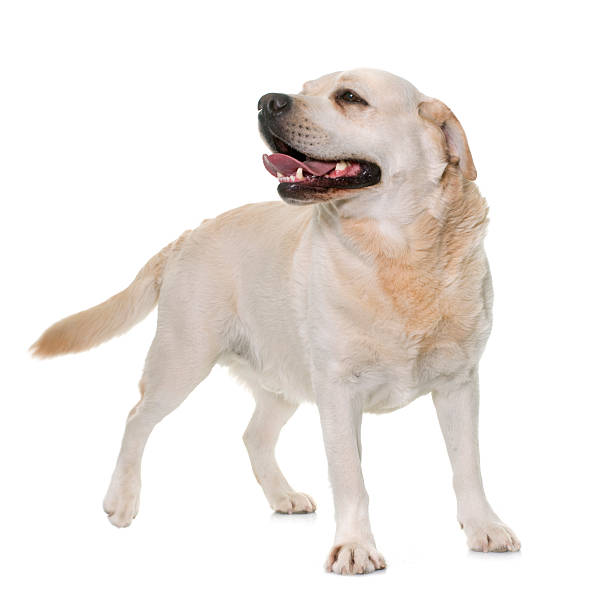 istock male labrador retriever 518338680
