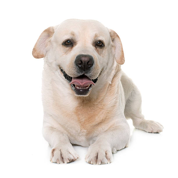 istock male labrador retriever 518338730