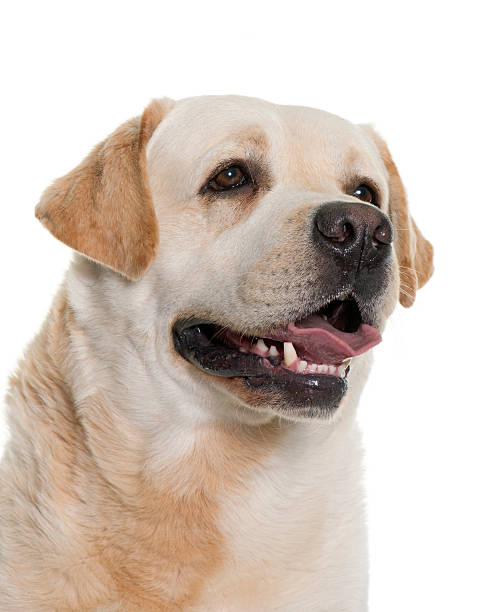 istock male labrador retriever 518338838
