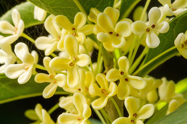 istock Sweet osmanthus flowers 518339012