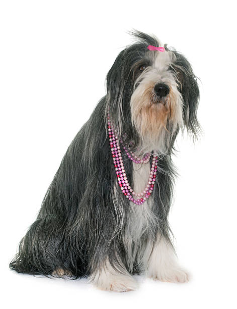 istock female bearded collie 518339022