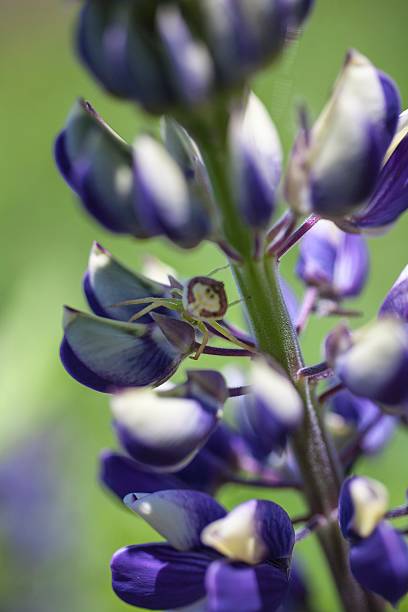 istock Little green spider on Lupine 518339280