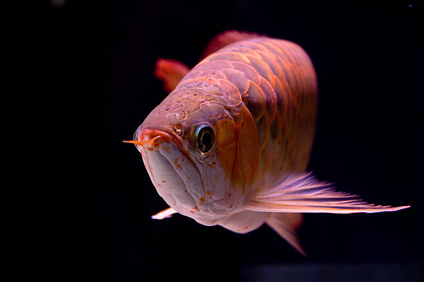 Scleropages formosus The asian Arowana also known as Dragon Fish. One of the most worthy and appreciated aquarium fish in the world. gold arowana stock pictures, royalty-free photos & images