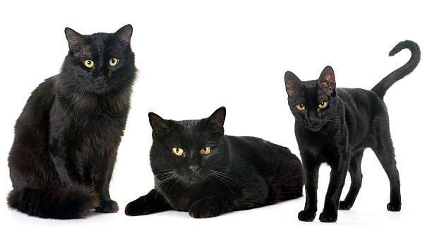 istock family of black cat 518339716