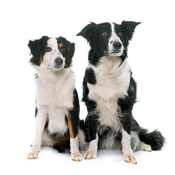 istock border collie and miniature australian shepherd 518340282
