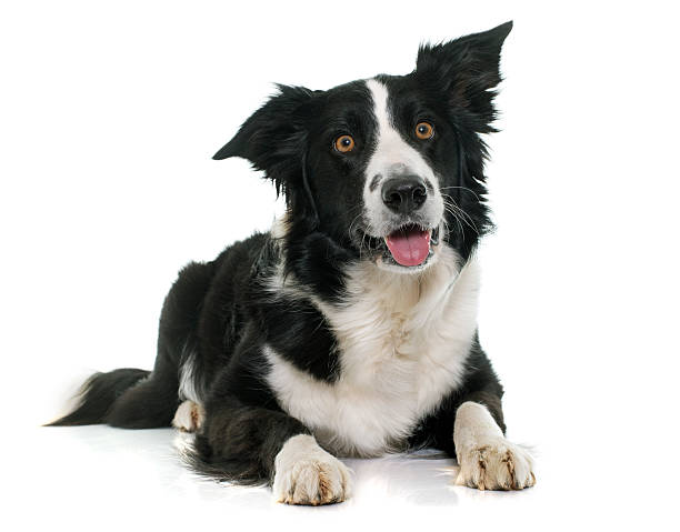 istock black and white border collie 518343218