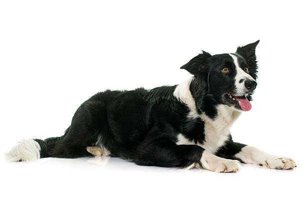 istock black and white border collie 518343266