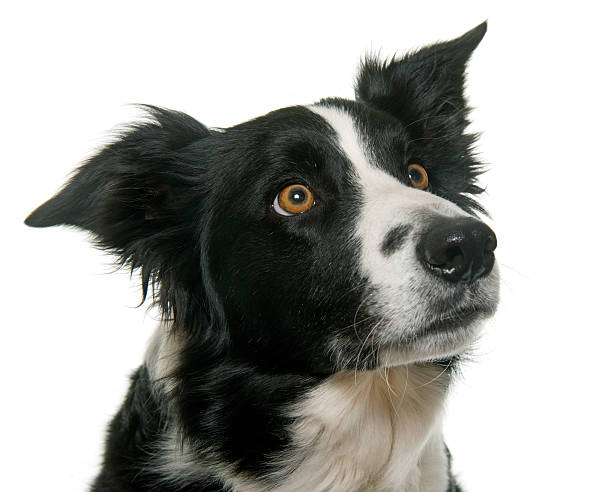 istock black and white border collie 518343414