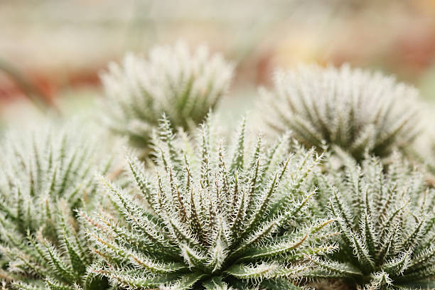 haworthia glass stock photo