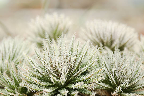 haworthia glass stock photo