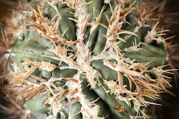 Homalocephala texensis cacti stock photo