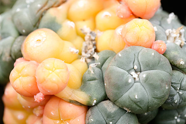 lophophora cacti stock photo