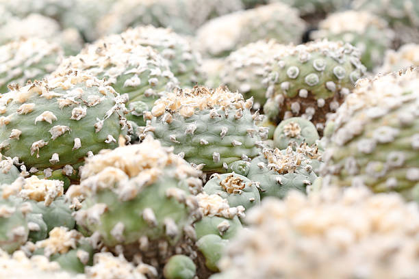 lophophora cacti stock photo