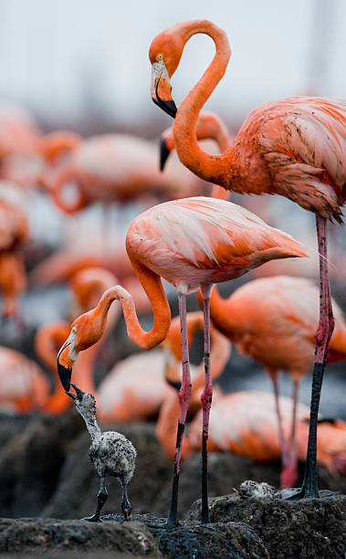 istock Caribbean flamingo on a nest with chicks 518344324