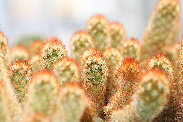 mammillaria cacti stock photo