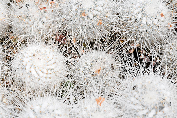 mammillaria cacti stock photo