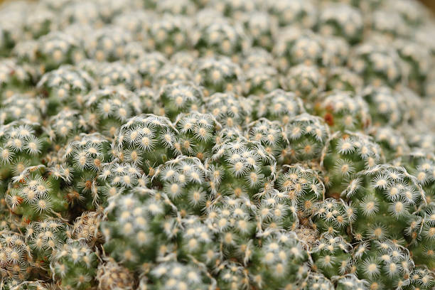 mammillaria cacti stock photo