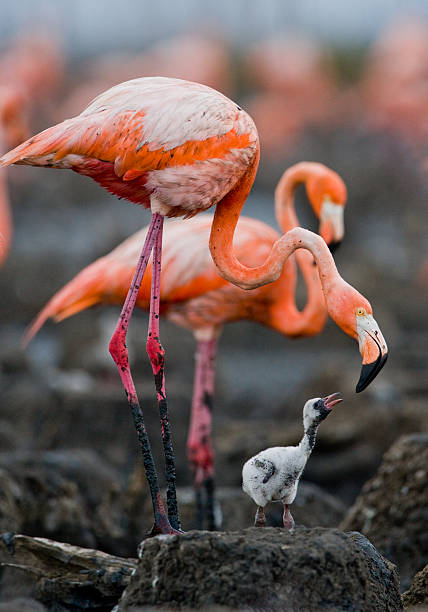 istock Caribbean flamingo on a nest with chicks 518345076