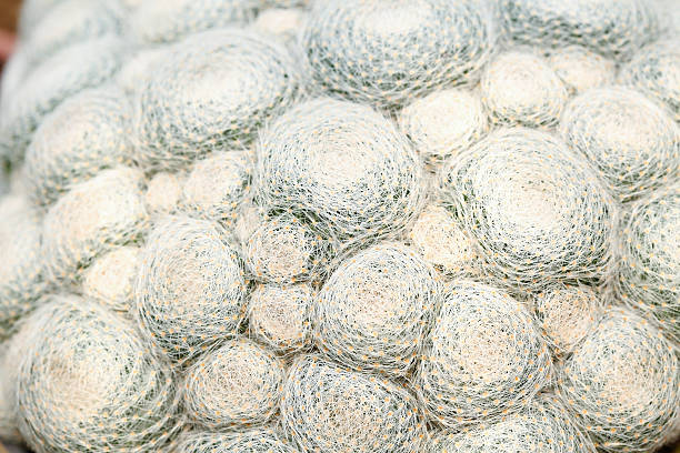 mammillaria cacti stock photo